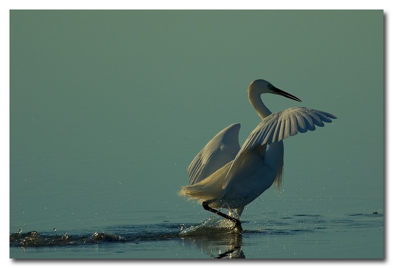 Airone bianco maggiore - Casmerodius albus